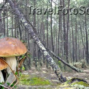 Грибная осень – белый гриб