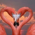 Красивые птицы фламинго!