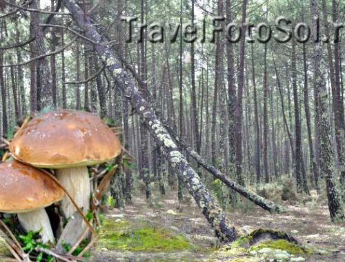Грибная осень – белый гриб
