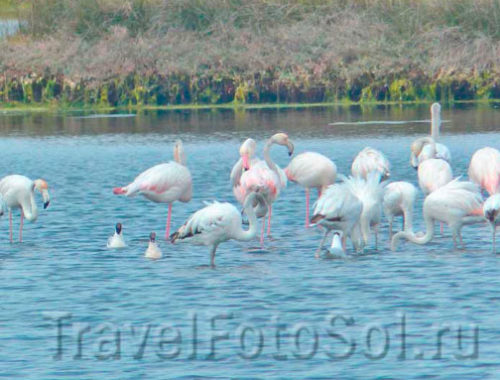 ​Фламинго среда обитания, Португалия