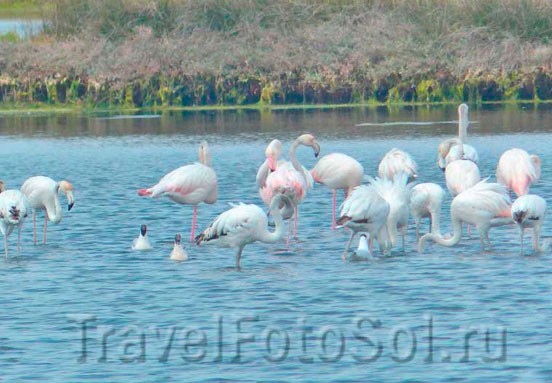 ​Фламинго среда обитания, Португалия